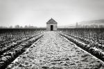 Aloxe Corton 5761.jpg